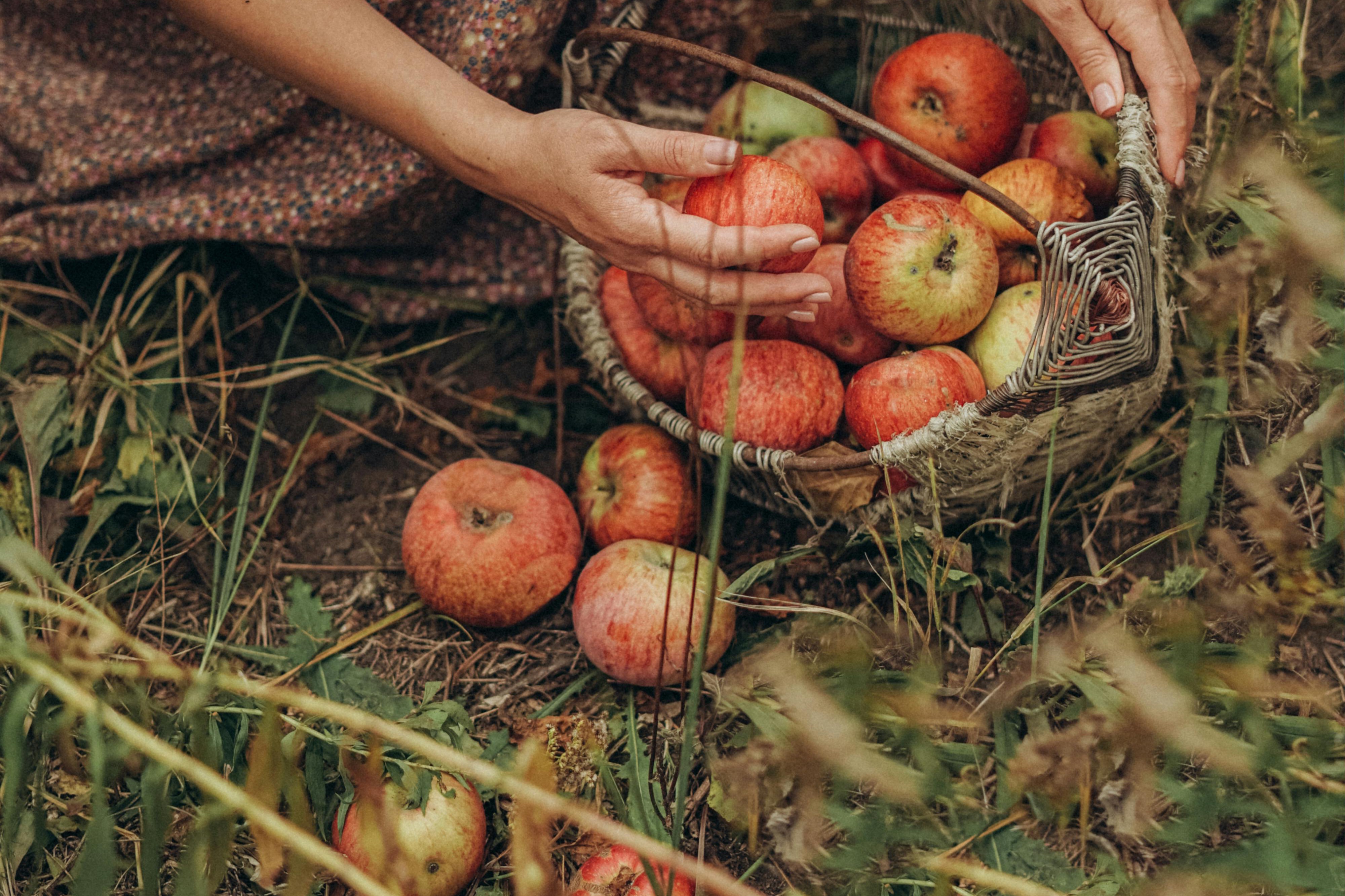 fresh bayleaves in basket